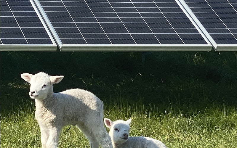 Reetdach-Idylle, 2 Schafe und eine PV-Anlage - Ihr Rechtsanwalt für Energierecht