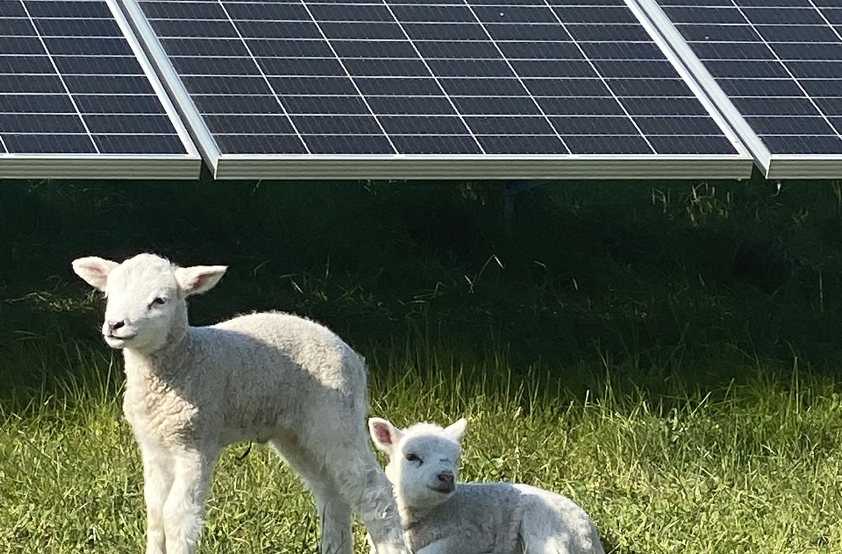 Reetdach-Idylle, 2 Schafe und eine PV-Anlage - Ihr Rechtsanwalt für Energierecht